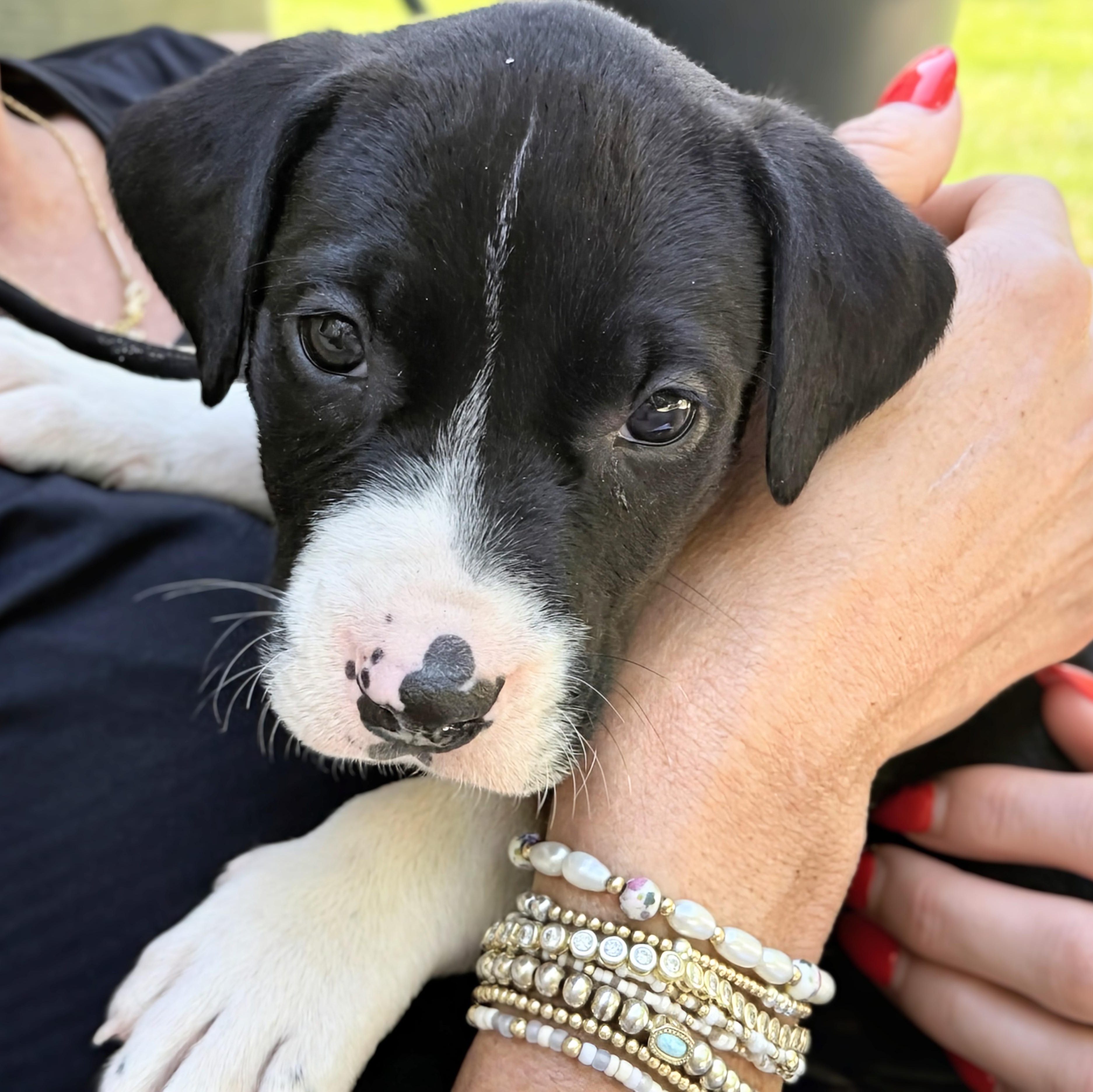 Enlarge Squinkle, an adopted mixed breed in Alexandria, VA image 2/5
