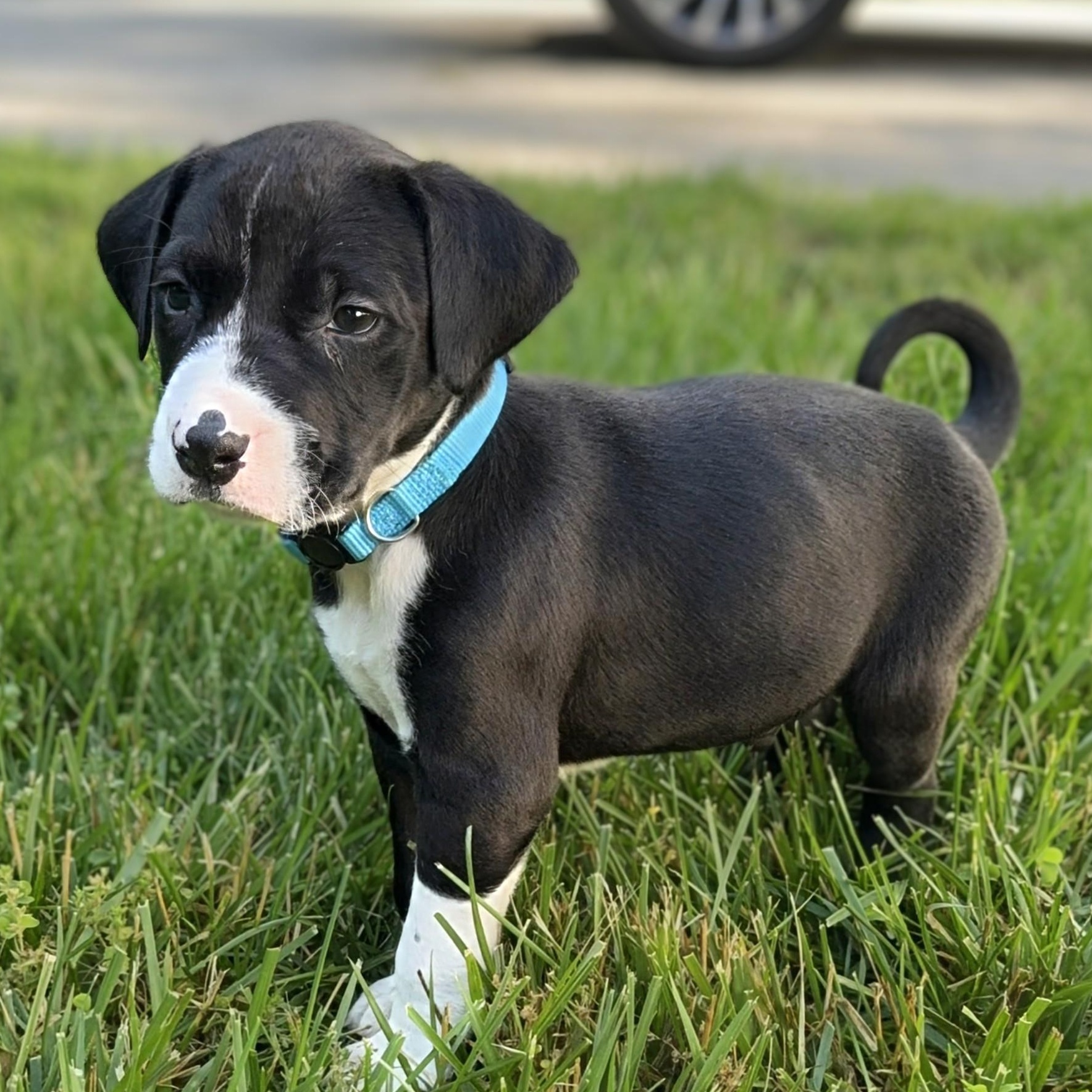Enlarge Squinkle, an adopted mixed breed in Alexandria, VA image 3/5