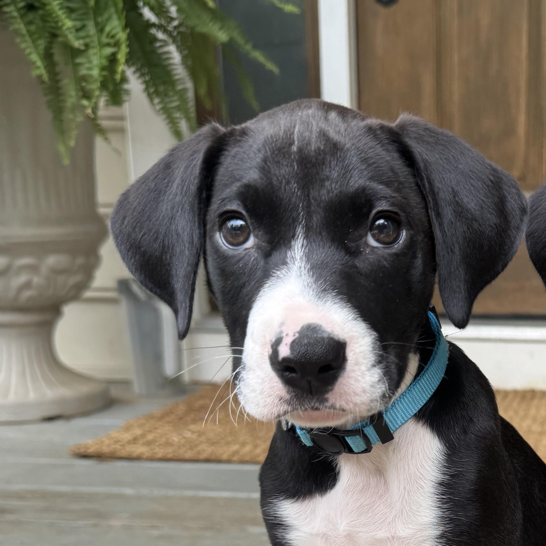 Squinkle, adopted, Puppy Male Mixed Breed.
