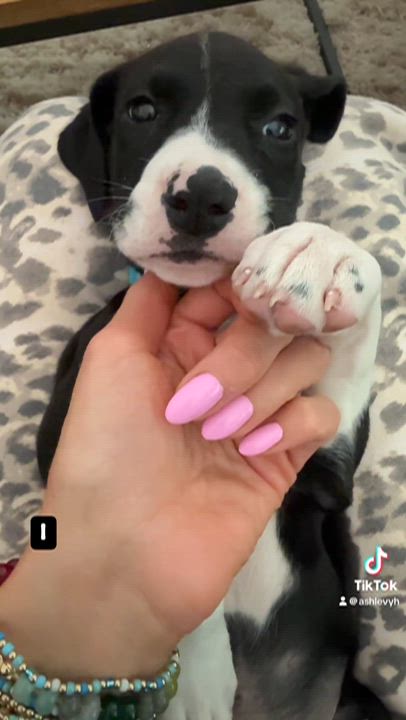Enlarge Squinkle, an adopted mixed breed in Alexandria, VA video 5/5