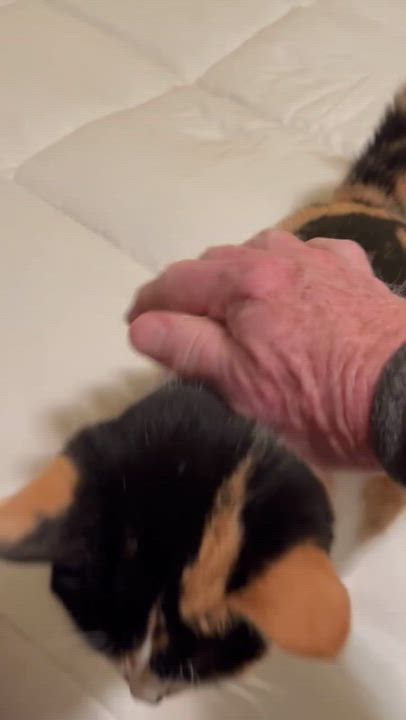 Enlarge Reba, a ADOPTABLE Calico in Danville, IL video 1/1