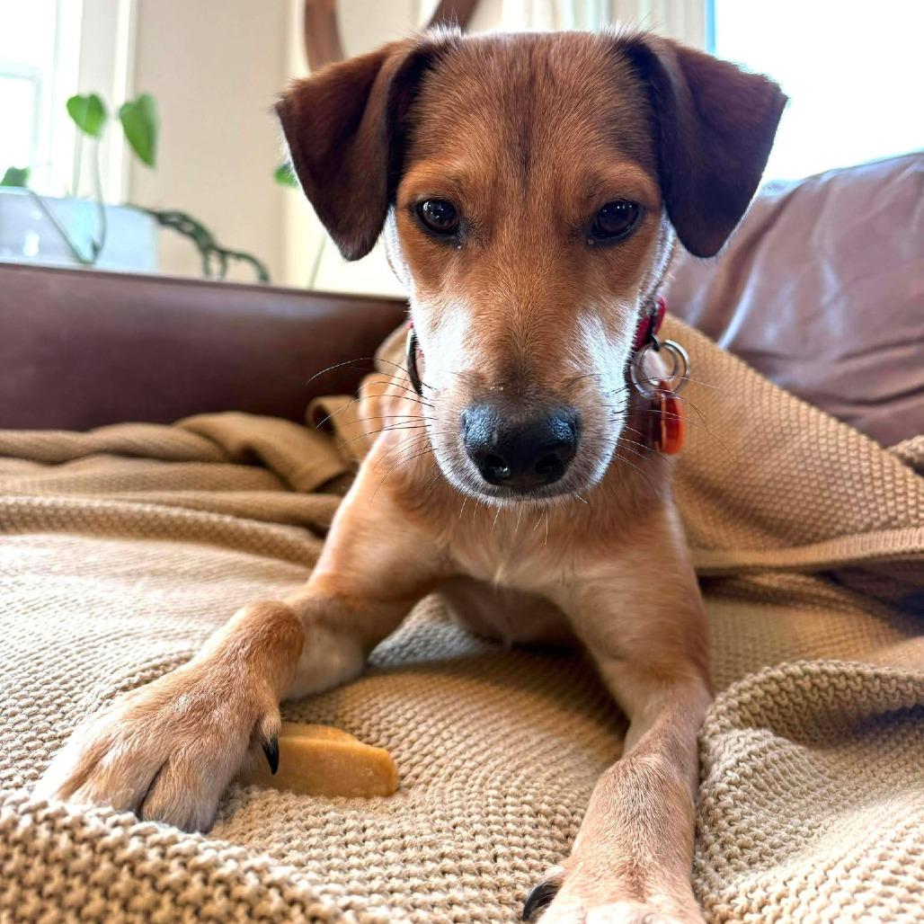 Enlarge Barney, a Adoptable Mixed Breed in Bend, OR image 2/6