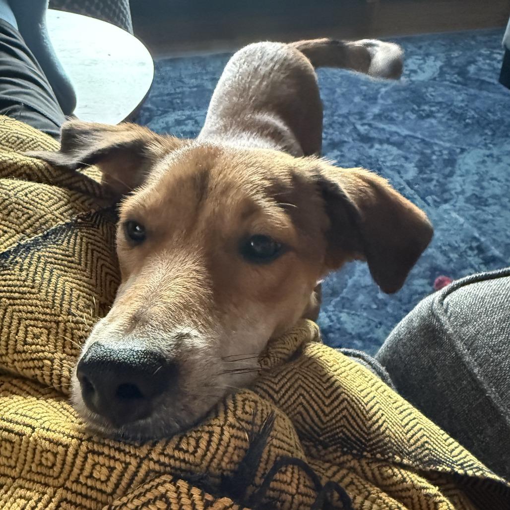 Enlarge Barney, a Adoptable Mixed Breed in Bend, OR image 3/6