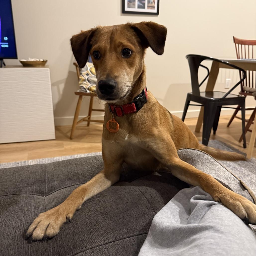 Enlarge Barney, a Adoptable Mixed Breed in Bend, OR image 5/6