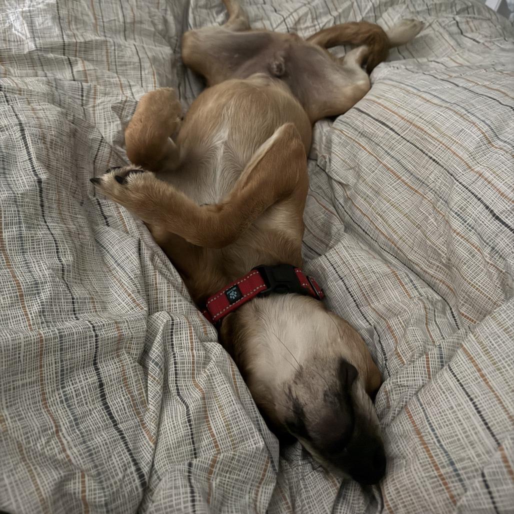 Enlarge Barney, a Adoptable Mixed Breed in Bend, OR image 6/6