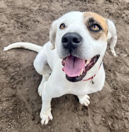 Enlarge Cider, a Adoptable Mixed Breed in Savannah, GA image 1/3