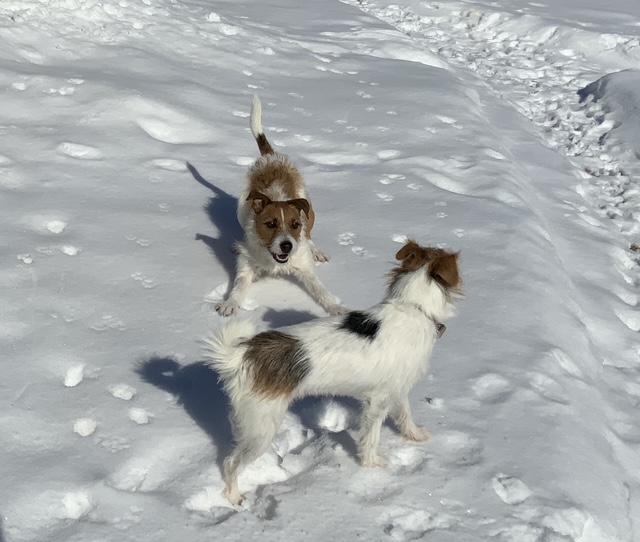 Enlarge Rocket, an adopted Parson Russell Terrier in Toronto, ON image 2/5
