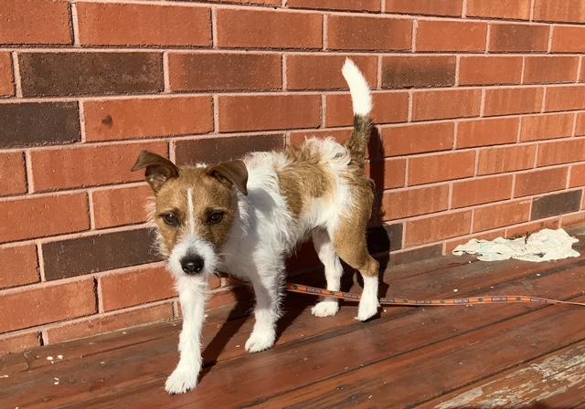 Enlarge Rocket, an adopted Parson Russell Terrier in Toronto, ON image 3/5
