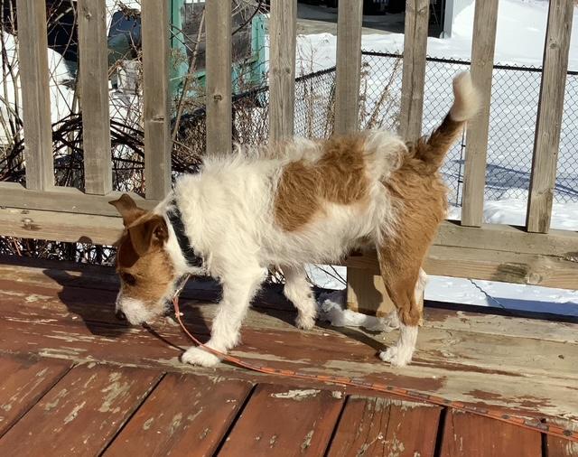 Enlarge Rocket, an adopted Parson Russell Terrier in Toronto, ON image 1/5
