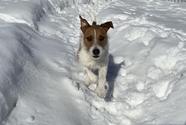 Enlarge Rocket, an adopted Parson Russell Terrier in Toronto, ON image 5/5