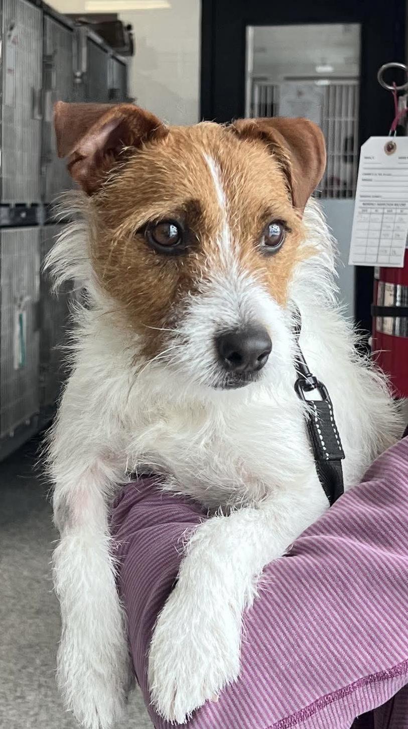 Enlarge Rocket, an adopted Parson Russell Terrier in Toronto, ON image 4/5