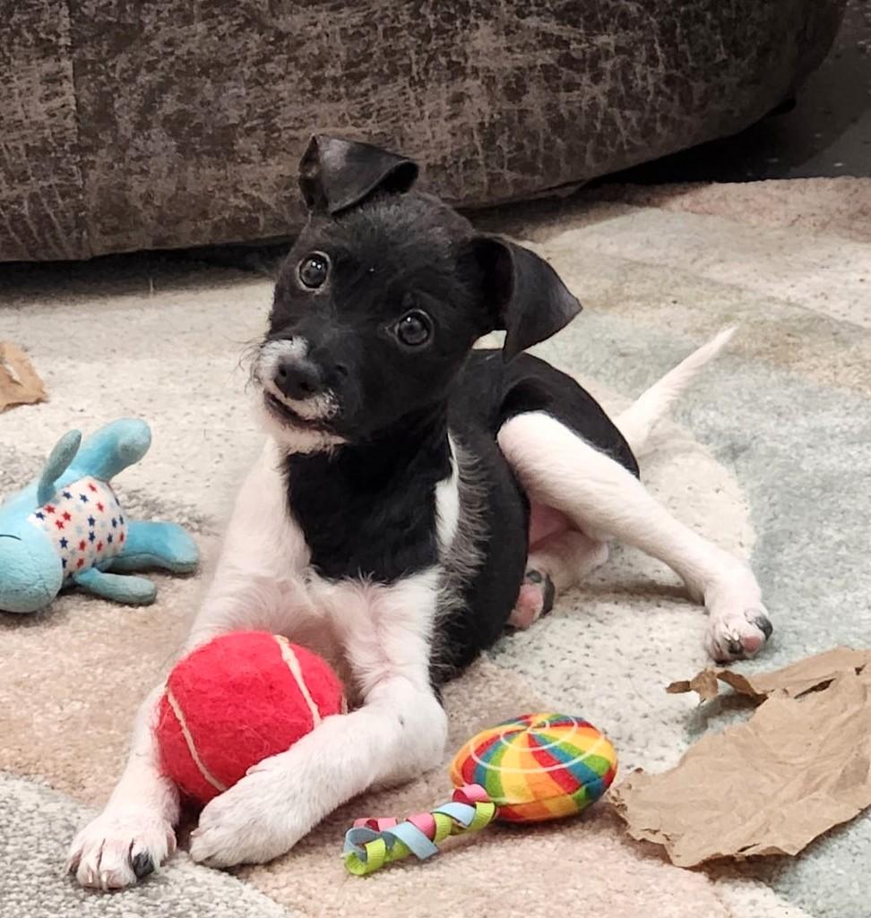 Enlarge Buddy, an adopted mixed breed in New Albany, OH image 3/4