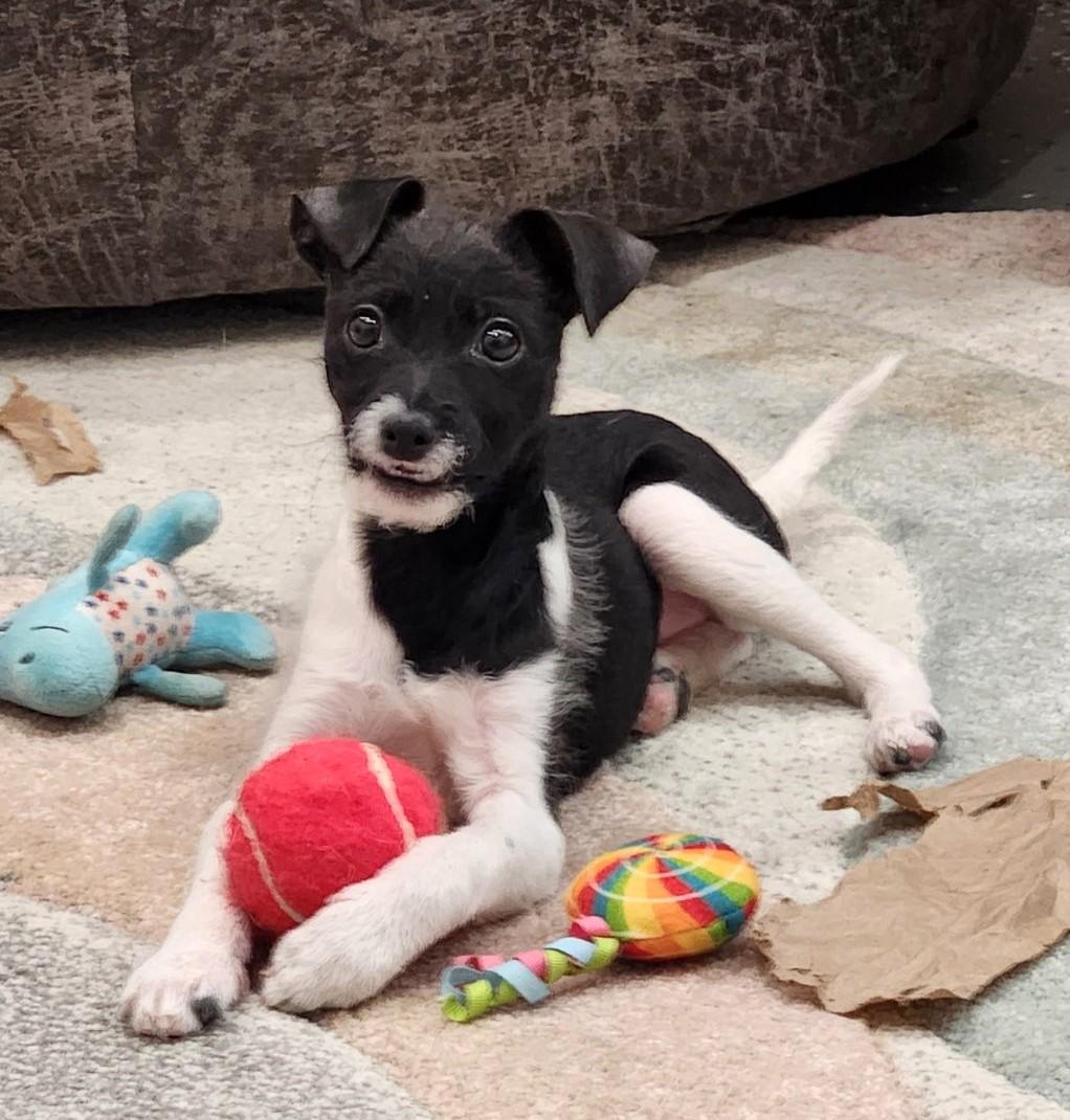 Buddy, adopted, Puppy Male Terrier.