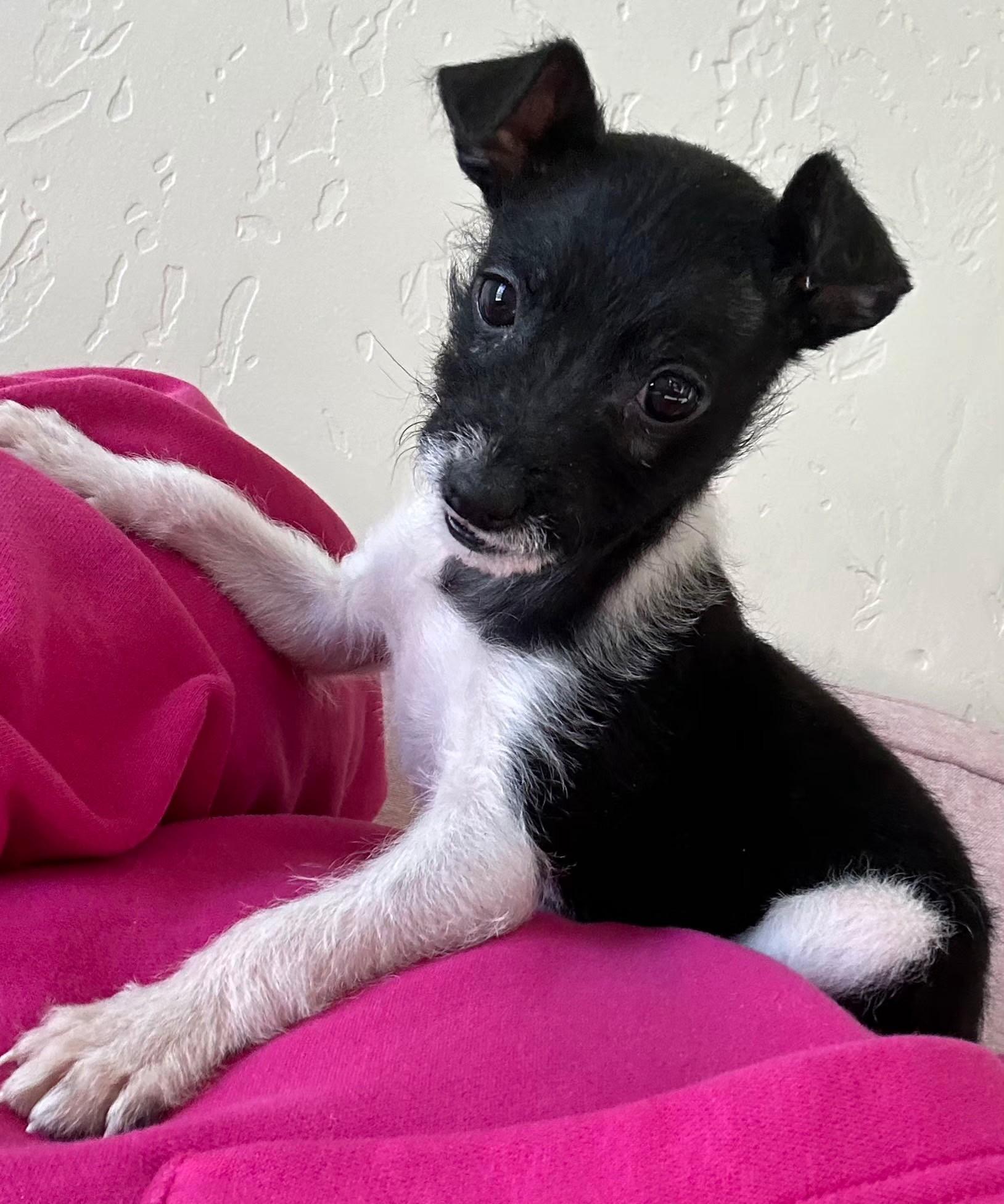 Enlarge Buddy, an adopted mixed breed in New Albany, OH image 2/4