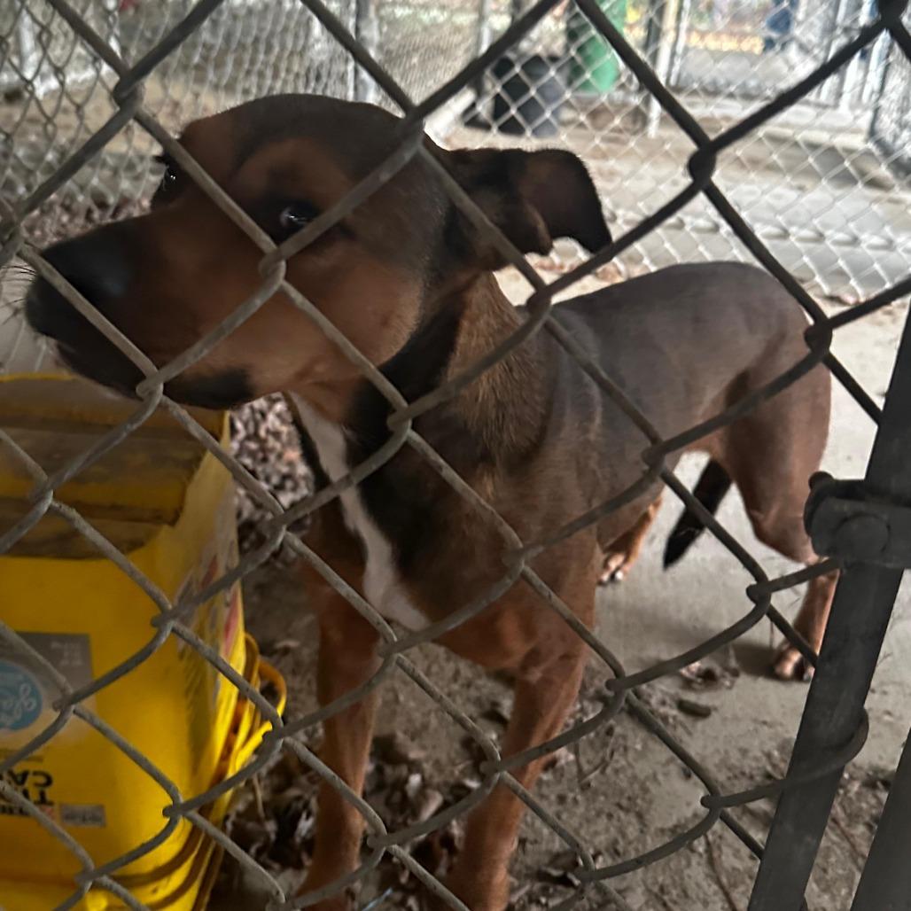 Enlarge ELM 64 (Hope), a Adoptable Mixed Breed in Gadsden, AL image 1/1