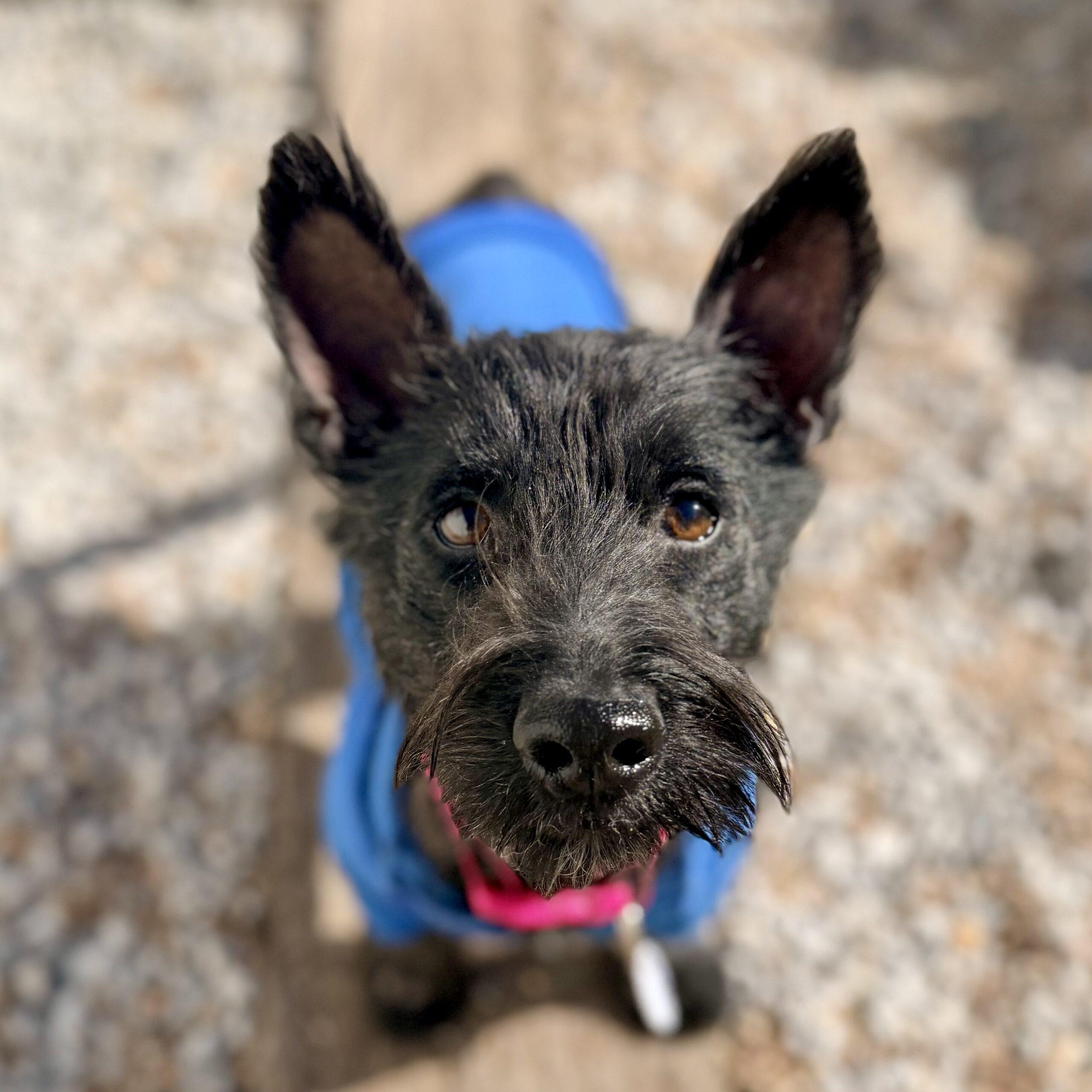 Enlarge Merida, a Adoptable Scottish Terrier in Broken Arrow, OK image 1/1