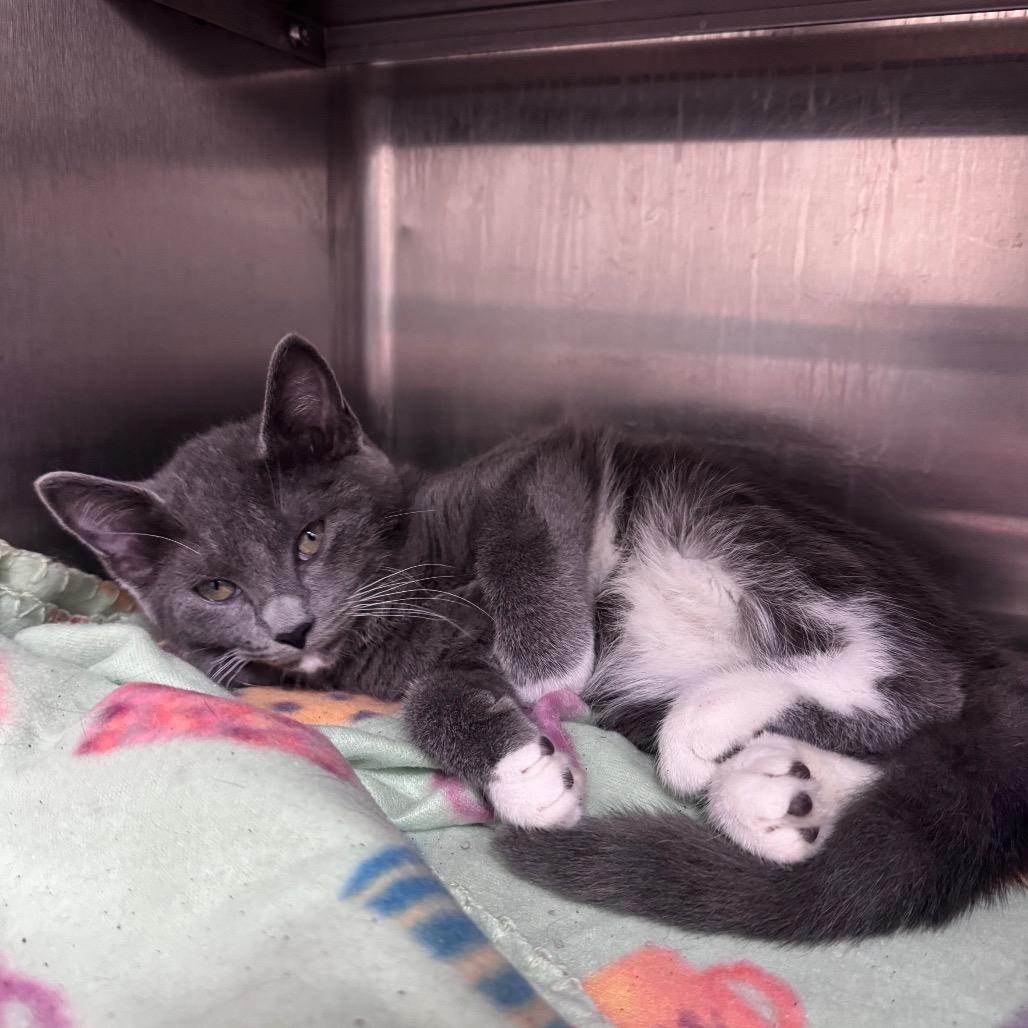 Scrabble 28494, Adoptable, Young Female Domestic Short Hair.