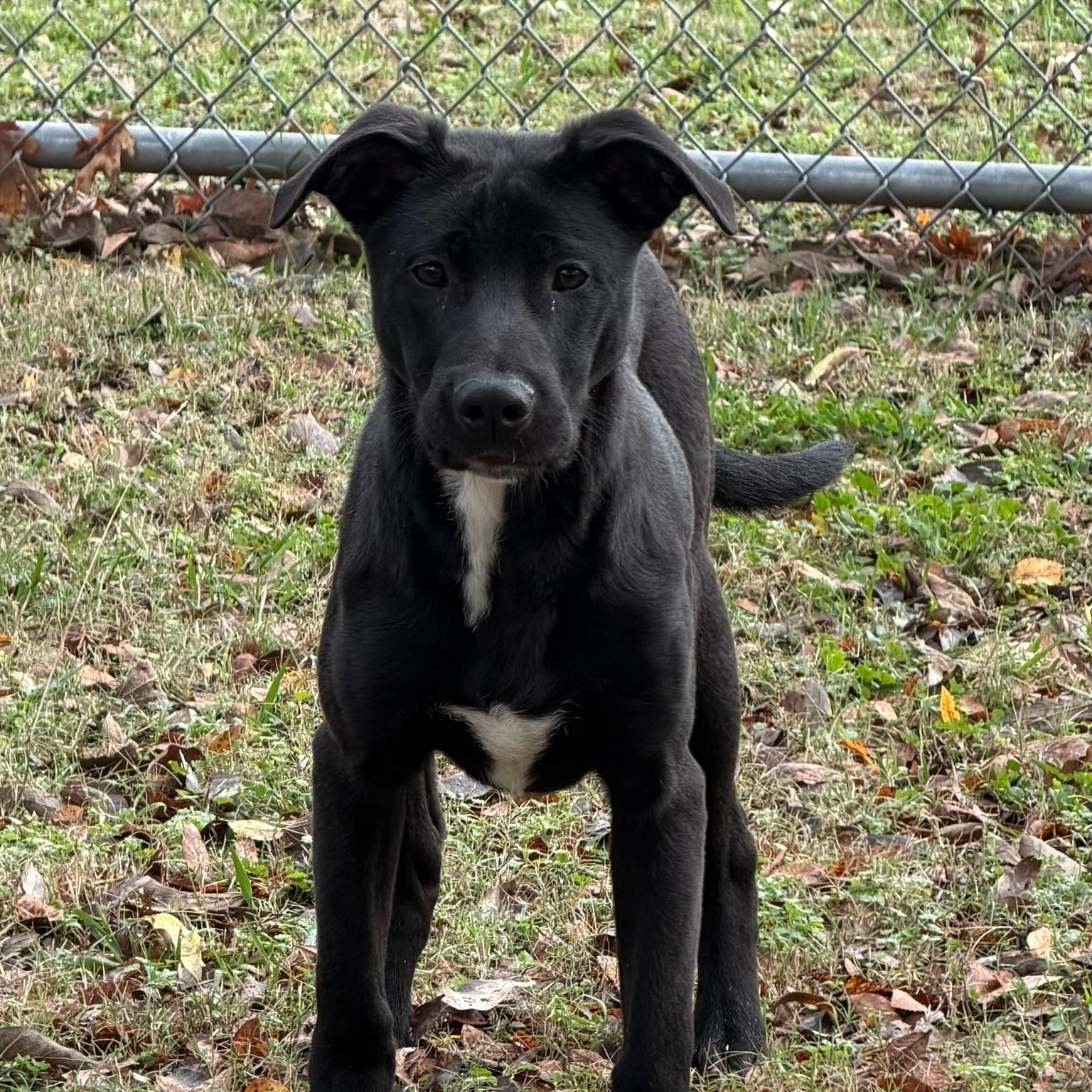 Sarge, a Adoptable mixed breed in Sherman, TX image 1/3