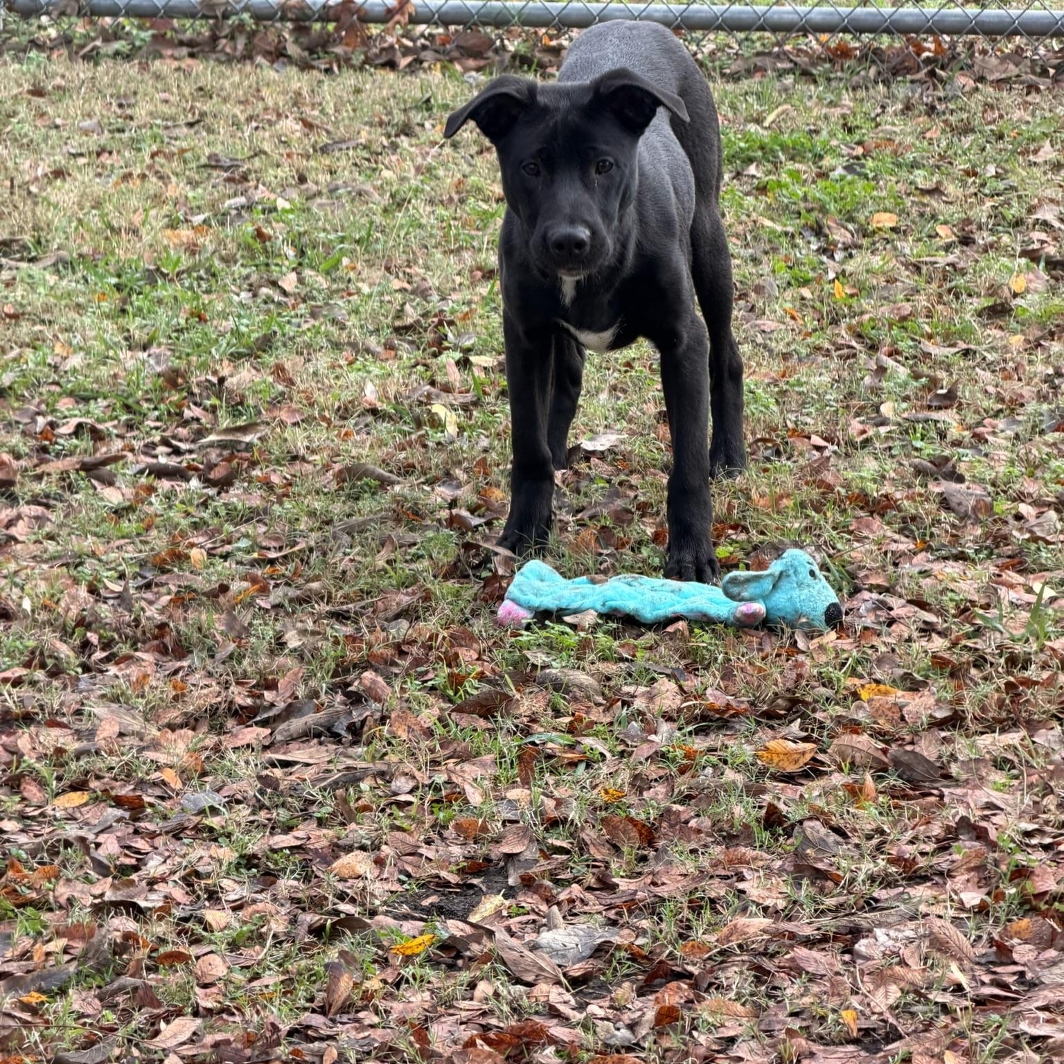 Sarge, a Adoptable mixed breed in Sherman, TX image 2/3