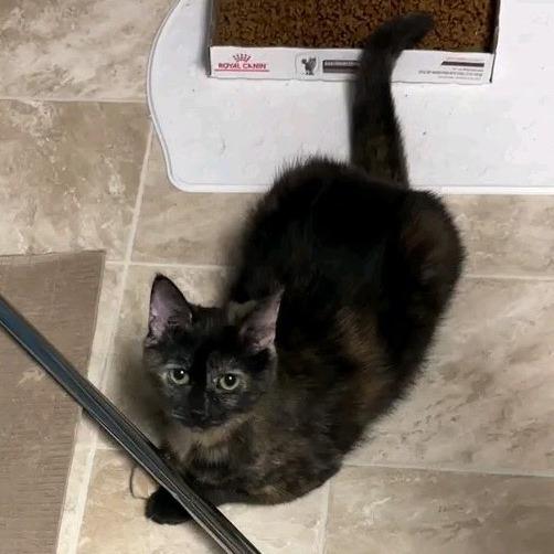 Penny, Adoptable, Young Female Domestic Short Hair.