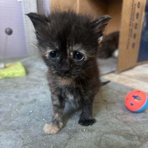Enlarge Penny, a Adoptable Domestic Short Hair in Woodstock, VA image 2/2