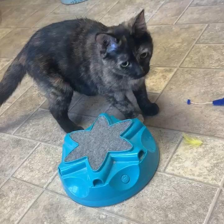 Penny, a Adoptable Domestic Short Hair in Leesburg, VA image 2/5