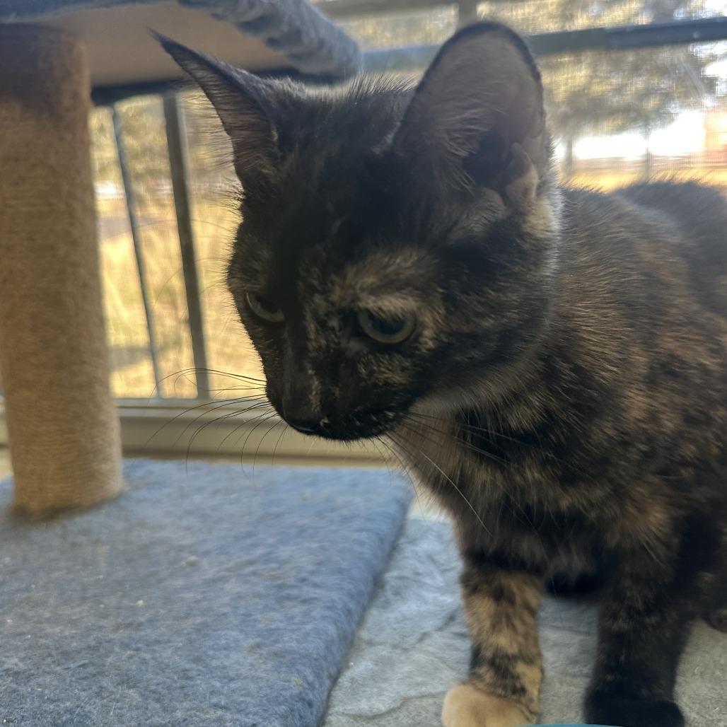 Penny, a Adoptable Domestic Short Hair in Leesburg, VA image 4/5