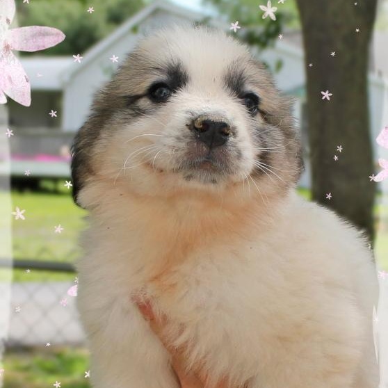 Enlarge Cindy, a ADOPTABLE mixed breed in Amelia, OH image 1/1