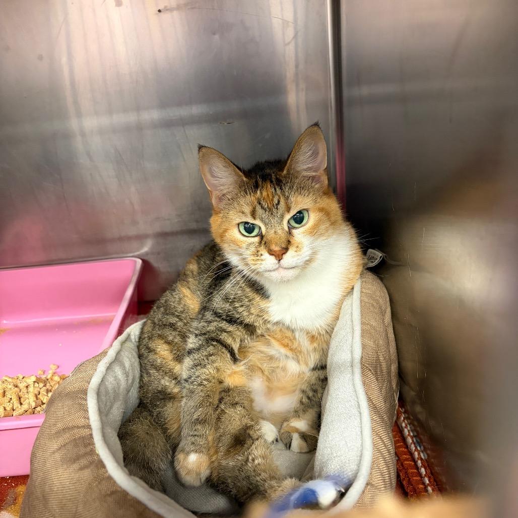 Coraline, Adoptable, Adult Female Domestic Short Hair & Mixed Breed.