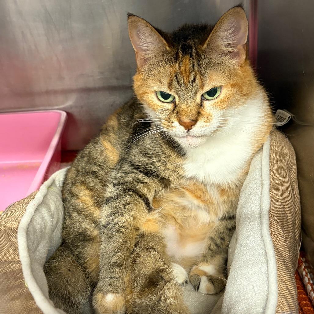 Enlarge Coraline, a Adoptable mixed breed in Ashtabula, OH image 2/3