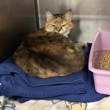 Enlarge Coraline, a Adoptable mixed breed in Ashtabula, OH image 3/3