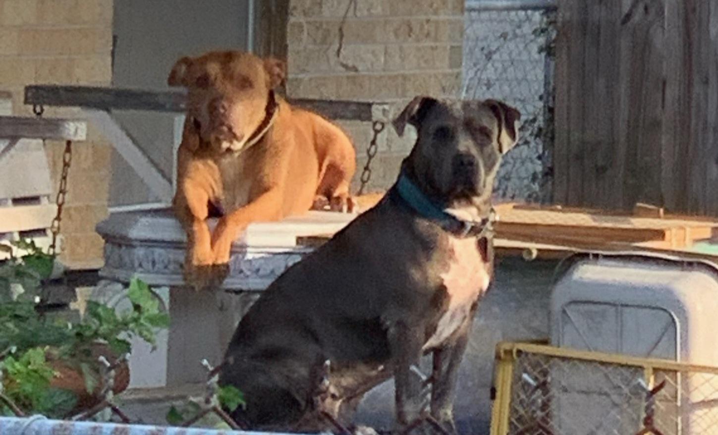 Enlarge Reba (Sheba reba beeba) blue on r, an adopted Pit Bull Terrier in Six Mile, SC image 1/1