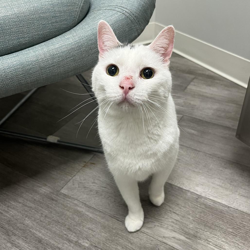 Tiresias, Adoptable, Adult Male Domestic Short Hair.