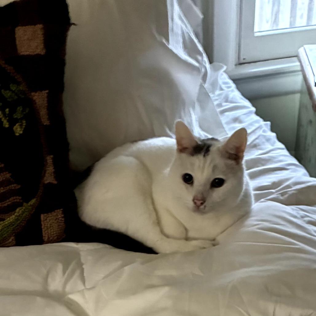 Tiresias, a Adoptable Domestic Short Hair in Silver Spring, MD image 2/6