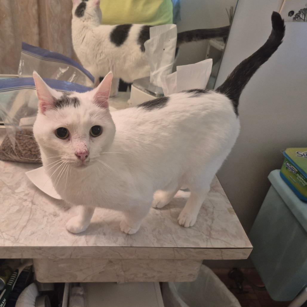 Tiresias, a Adoptable Domestic Short Hair in Silver Spring, MD image 3/6