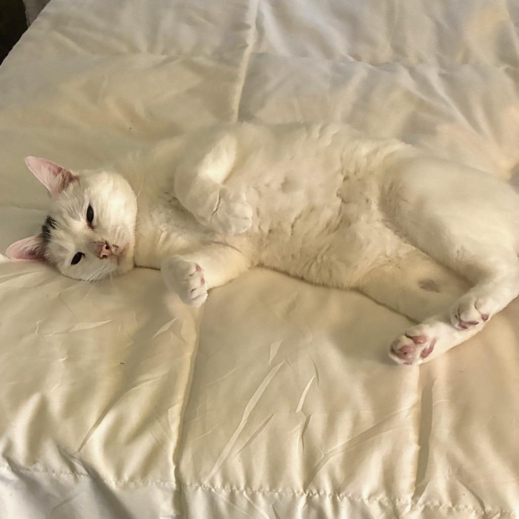 Tiresias, a Adoptable Domestic Short Hair in Silver Spring, MD image 4/6