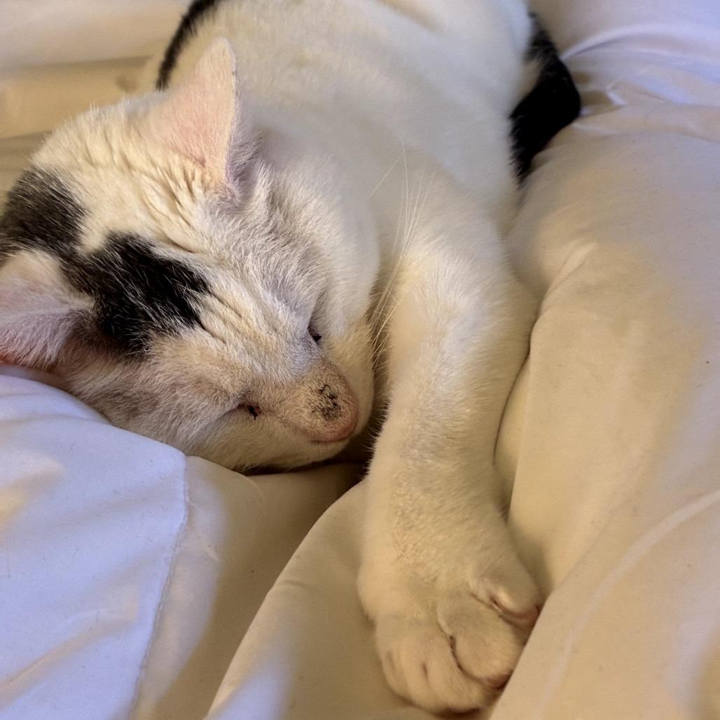 Tiresias, a Adoptable Domestic Short Hair in Silver Spring, MD image 5/6