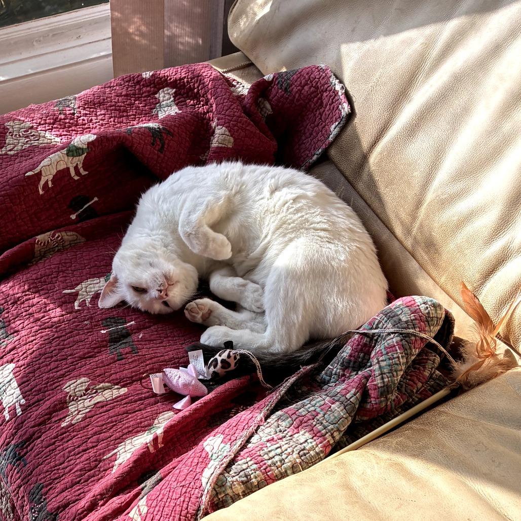 Tiresias, a Adoptable Domestic Short Hair in Silver Spring, MD image 6/6