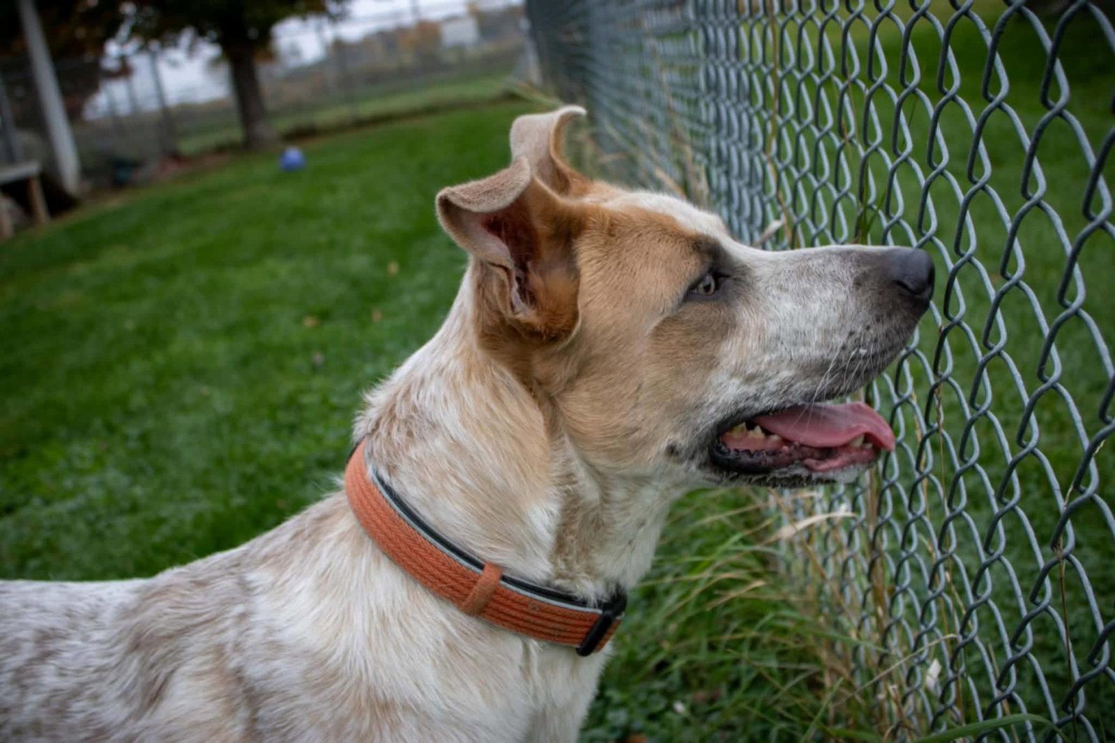Enlarge Ralph, a Adoptable mixed breed in Austin, MN image 1/3