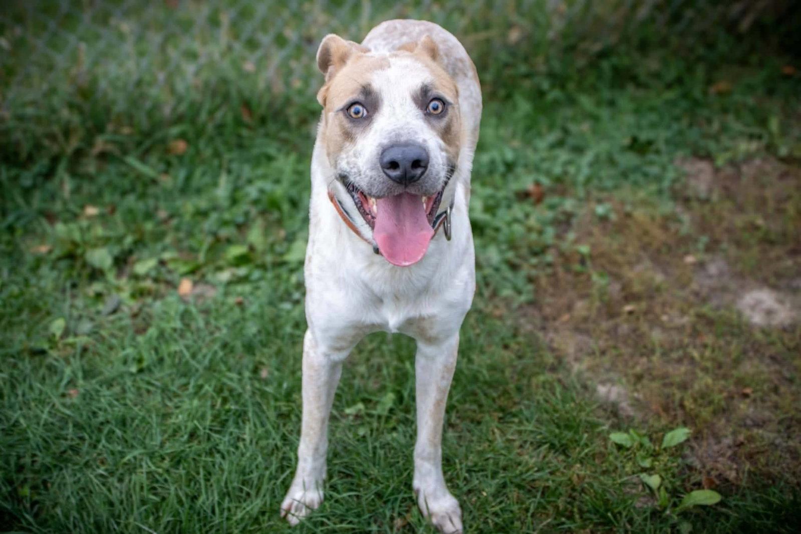 Enlarge Ralph, a Adoptable mixed breed in Austin, MN image 2/3