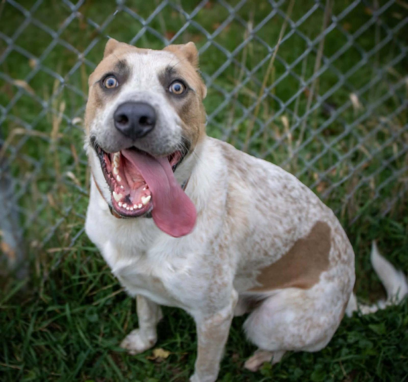 Enlarge Ralph, a Adoptable mixed breed in Austin, MN image 3/3