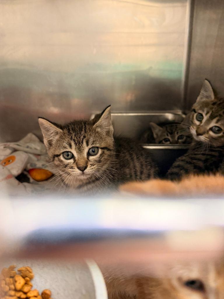Houdini, Adoptable, Kitten Male Domestic Short Hair.