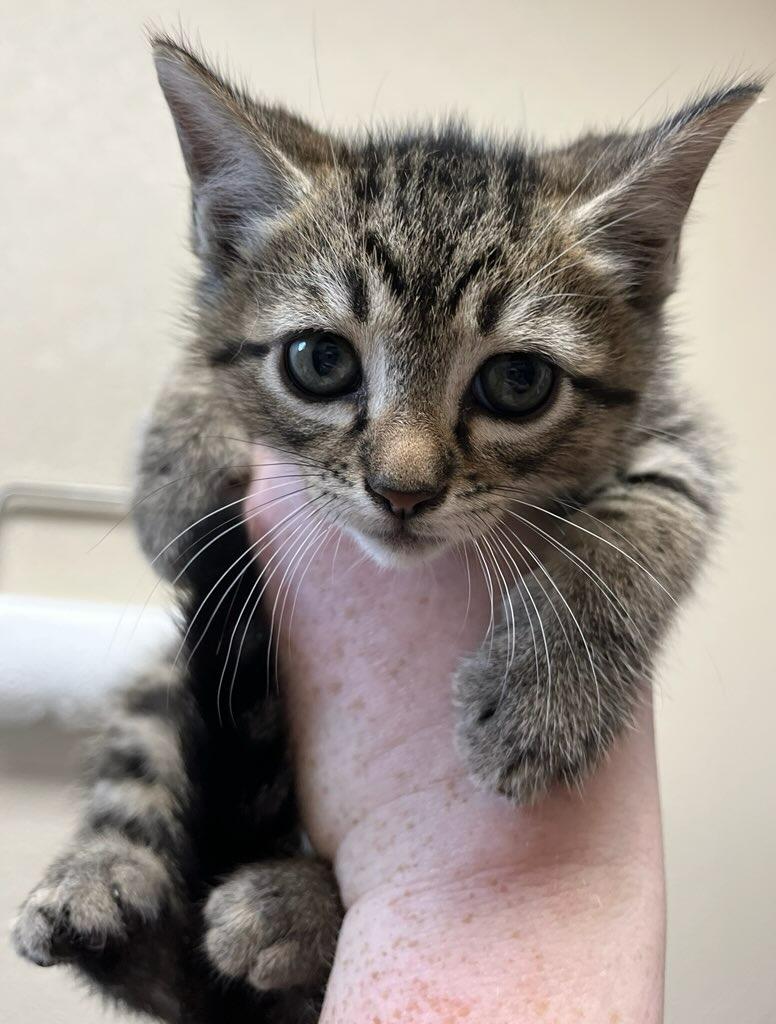 Enlarge Houdini, a Adoptable mixed breed in Richland Hills, TX image 2/2