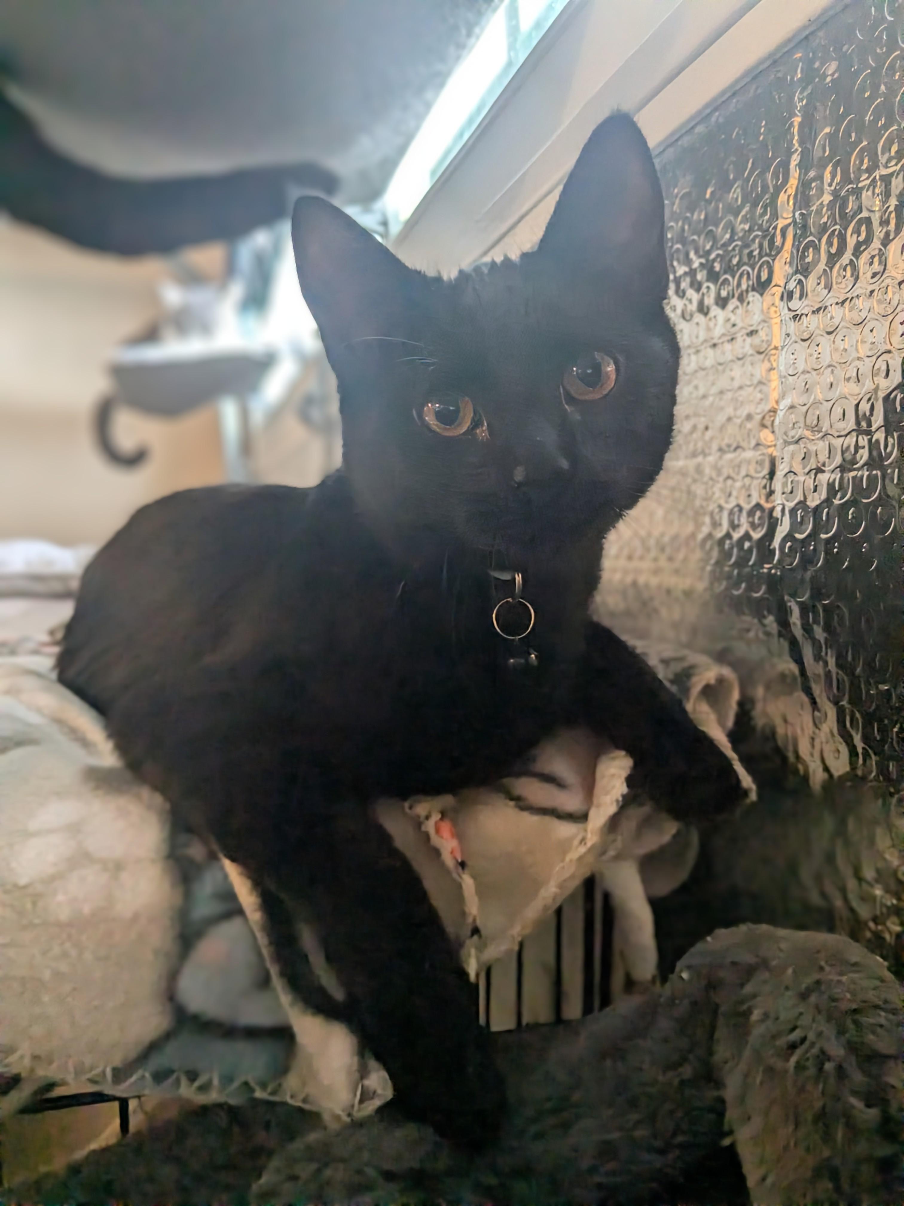 Enlarge Giovanni aka Gio, an adoptable Domestic Short Hair in Newburgh, NY image 3/4