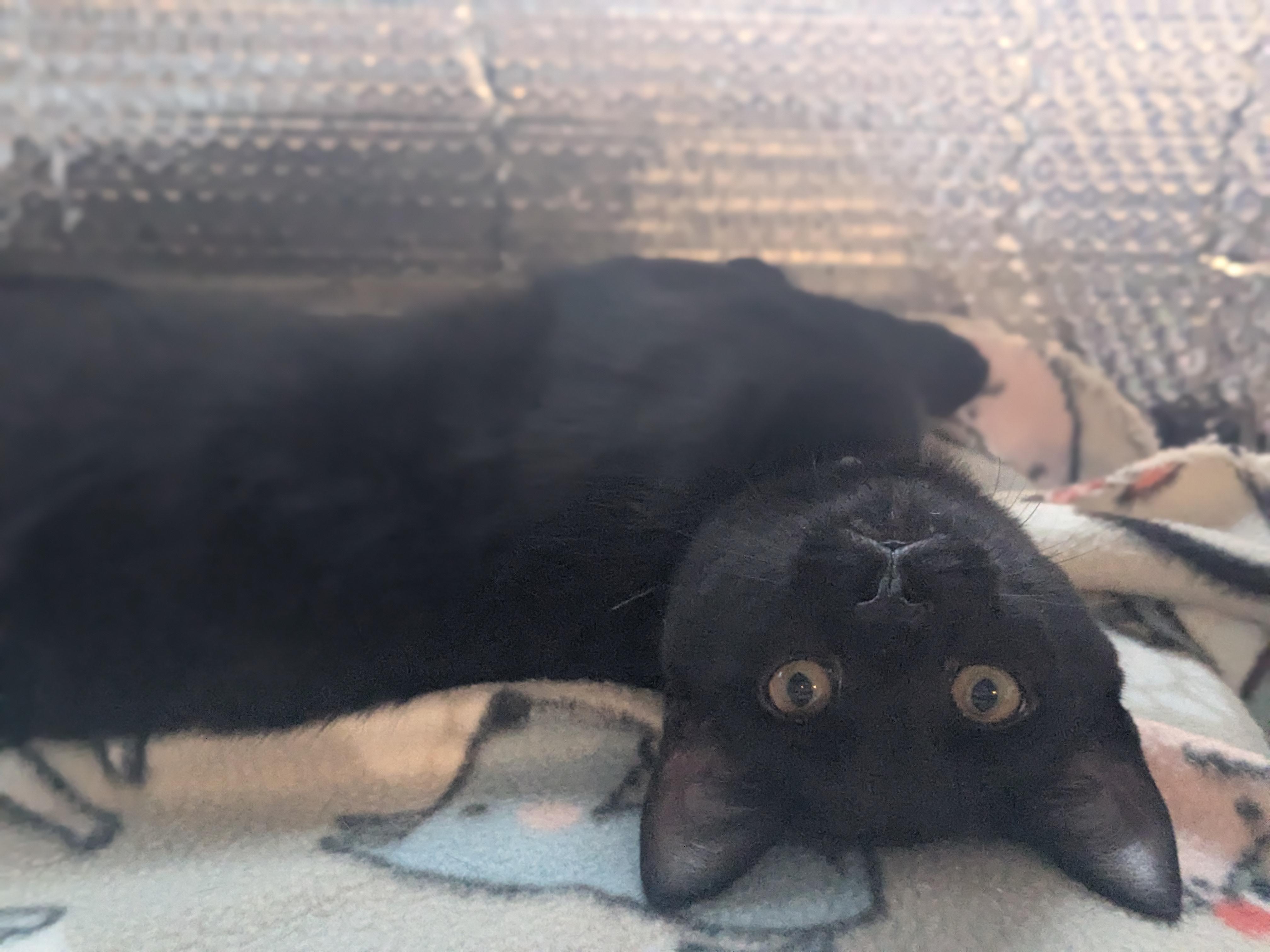 Giovanni aka Gio, adoptable, Kitten Male Domestic Short Hair.