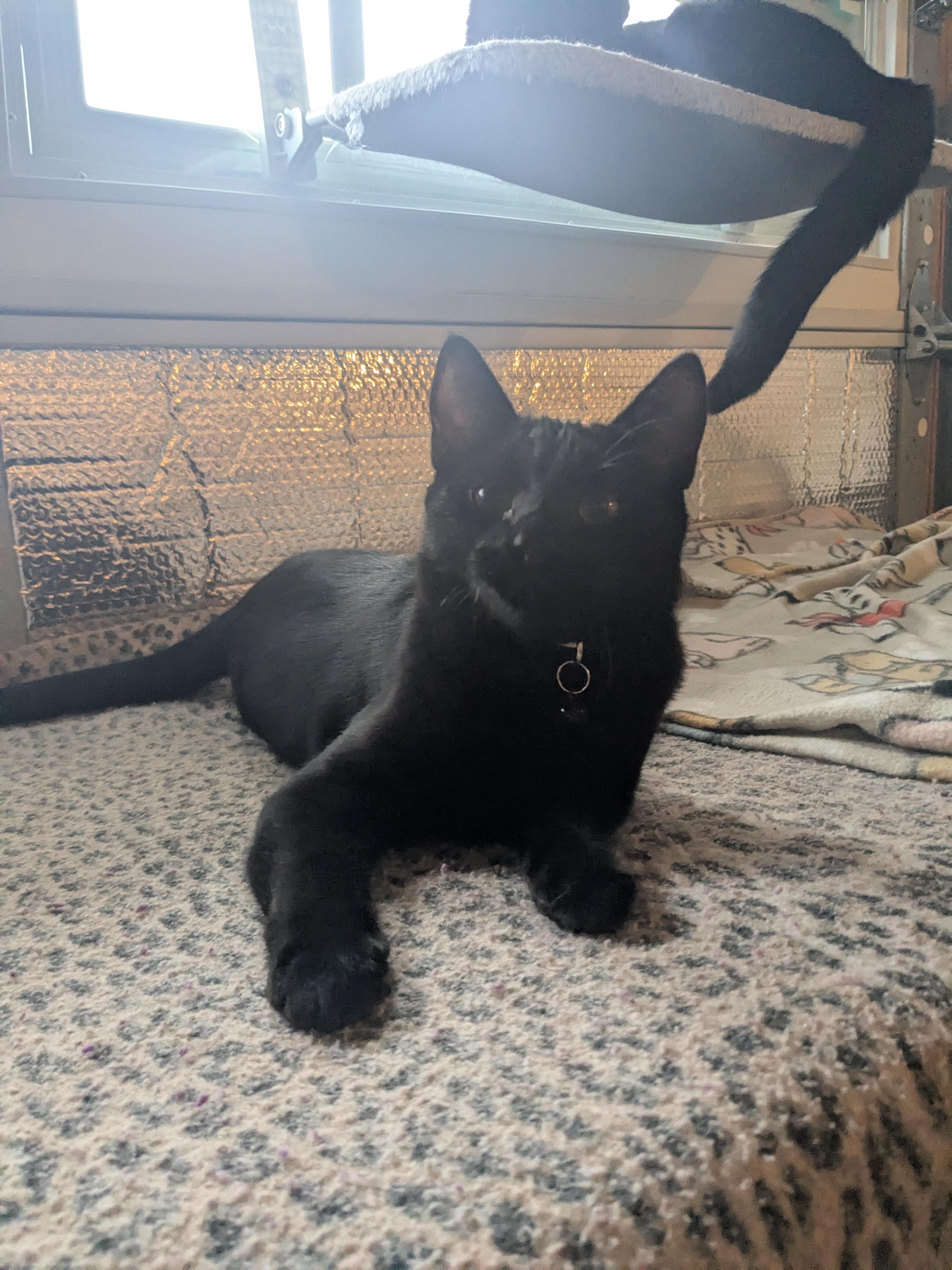 Enlarge Giovanni aka Gio, an adoptable Domestic Short Hair in Newburgh, NY image 2/4