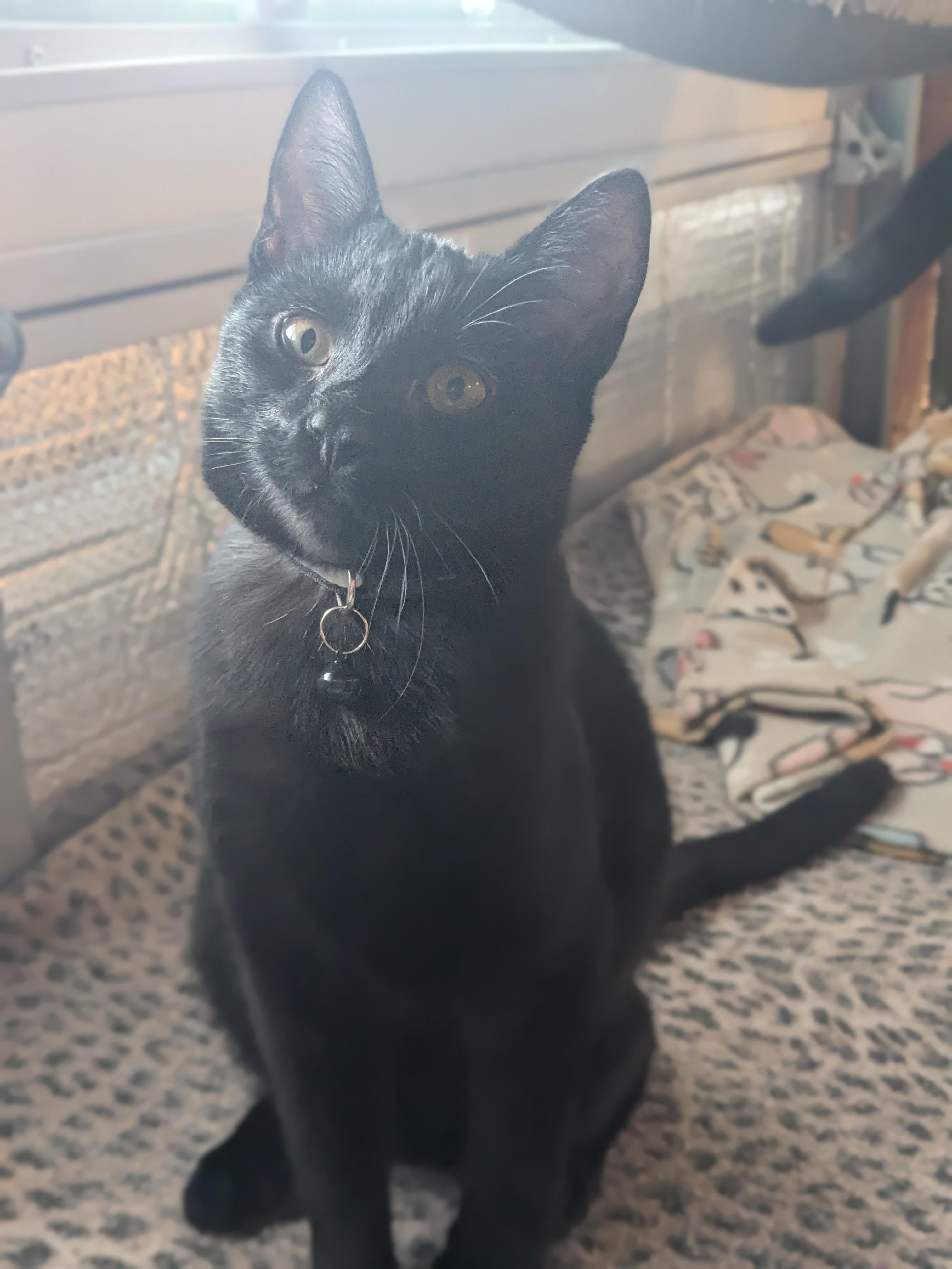 Enlarge Giovanni aka Gio, an adoptable Domestic Short Hair in Newburgh, NY image 4/4