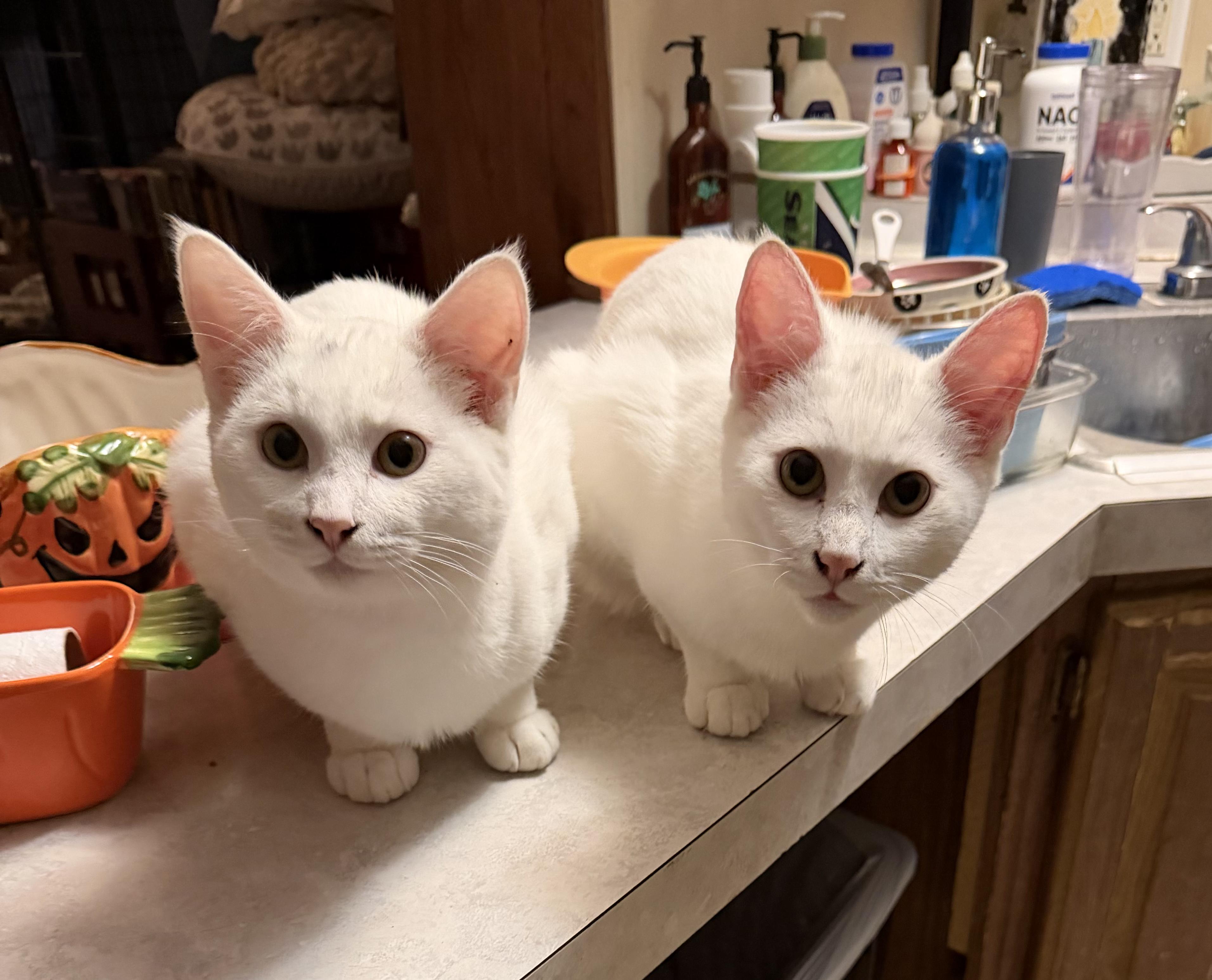 Enlarge Romeo, a Adoptable Domestic Short Hair in Tillamook, OR image 2/4