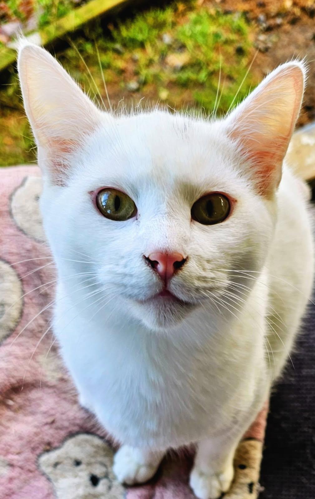 Enlarge Romeo, a Adoptable Domestic Short Hair in Tillamook, OR image 3/4