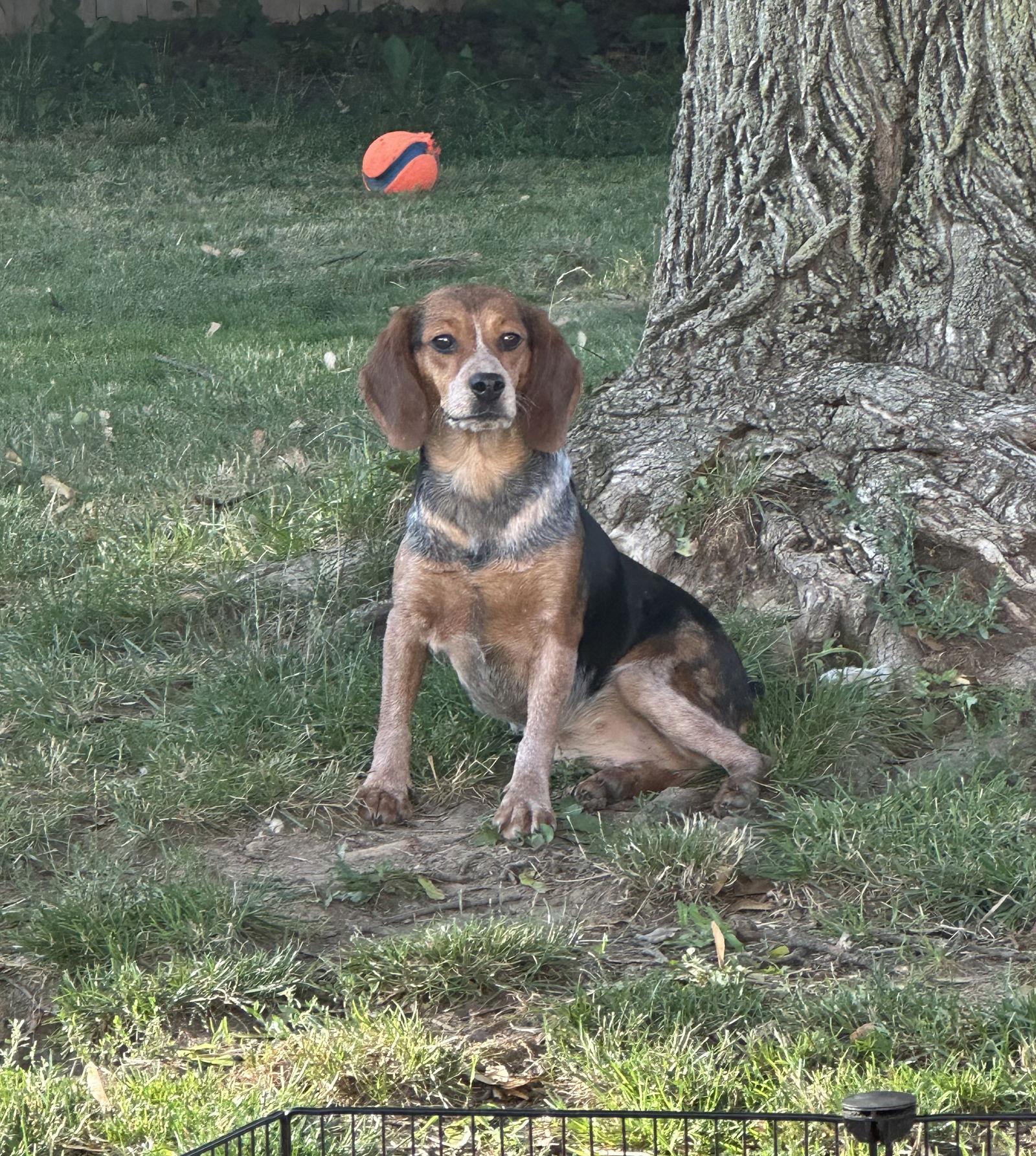 Enlarge Rylee, a Adoptable Beagle in Clinton, MI image 2/3